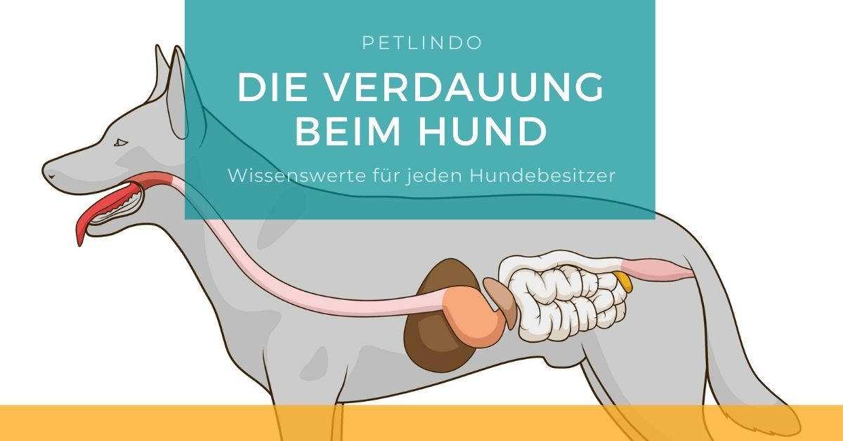 Aufgaben des Dickdarms beim Hund: