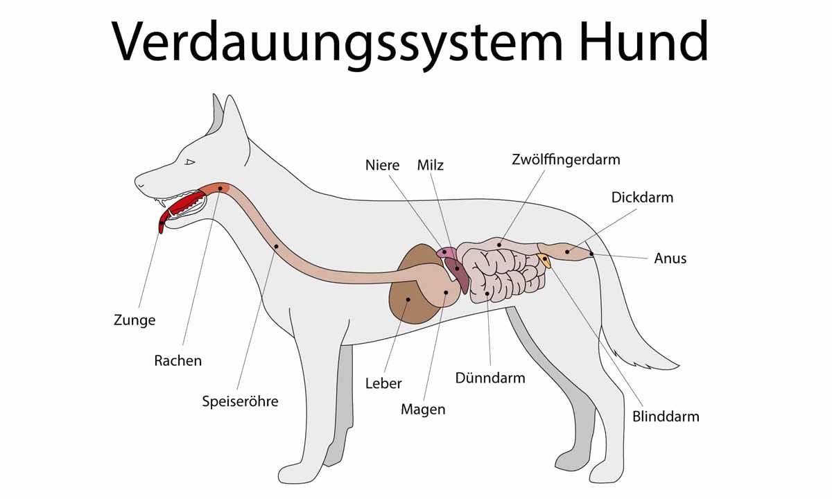 Der Dickdarm