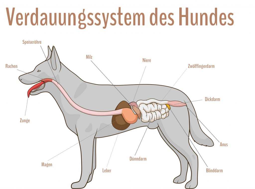 Wie lange dauert die Verdauung von Trockenfutter beim Hund?