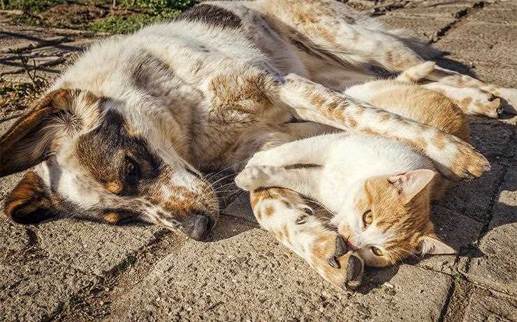 1. Die Verdauung des Hundes