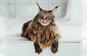 Wie lange wachsen Maine Coon Katzen? Erfahren Sie mehr über das Wachstum dieser Rasse