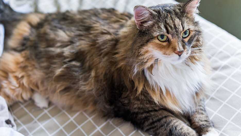 Tipps zur Förderung eines gesunden Wachstums bei Maine Coon Katzen