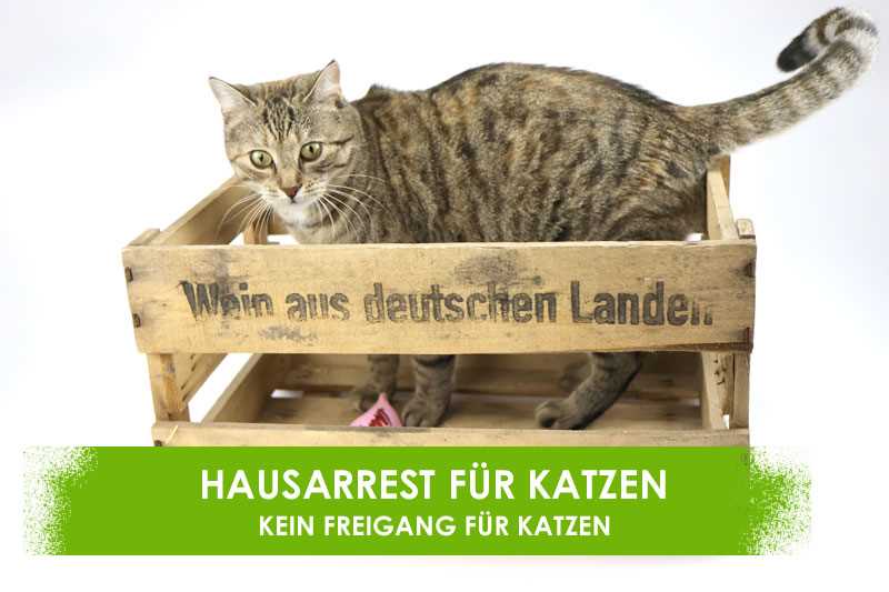 Tipps zur Suche nach einer vermissten Katze