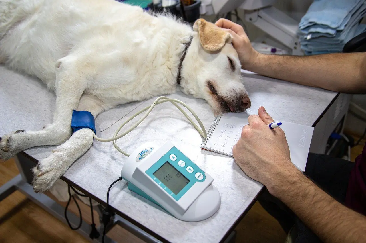 Wie lange dauert die Narkose beim Hund?