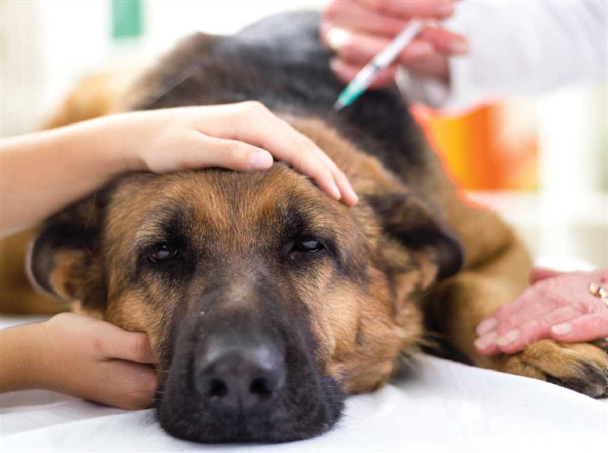 Die verschiedenen Methoden der Narkose beim Hund