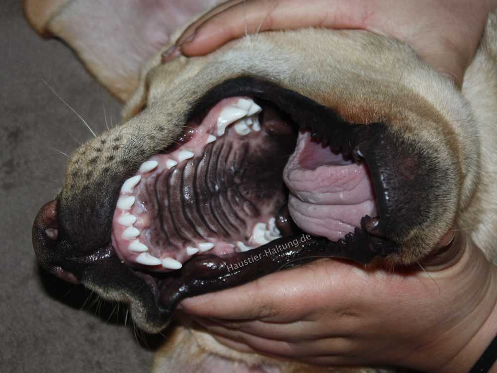 Die Phasen des Zahnwechsels bei Hunden
