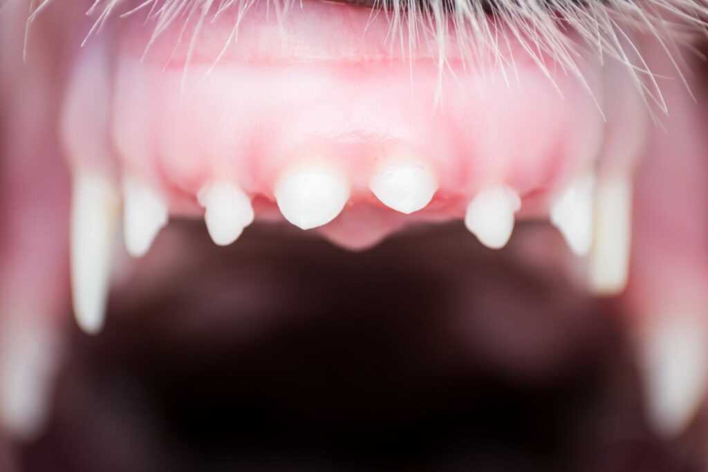 Der Zahnwechsel: Wann beginnt er?
