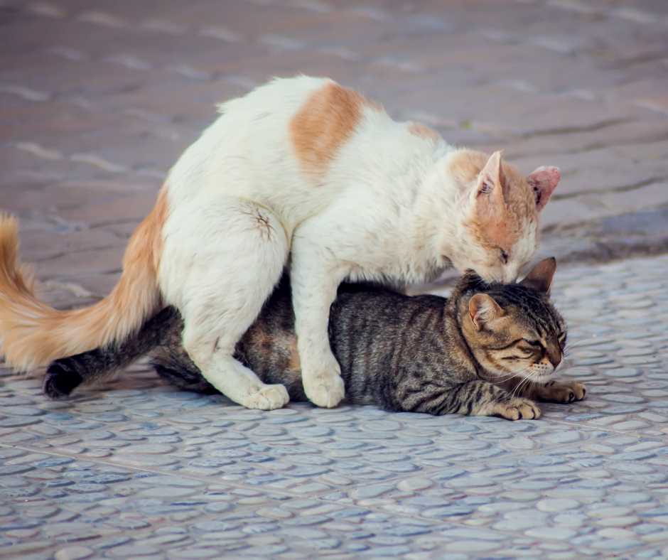 Die Bedeutung der Kastration für das Paarungsverhalten von Katzen