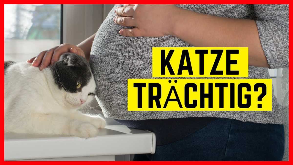 Wie Erkenne Ich Dass Meine Katze Schwanger Ist Tipps Und Hinweise Haustiereleben 4638