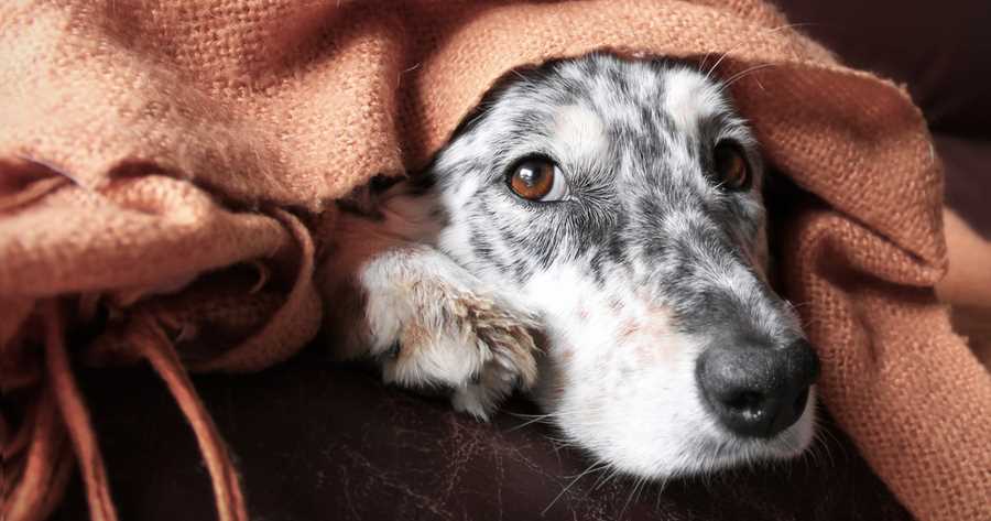 Letzte Lebensstunden eines Hundes