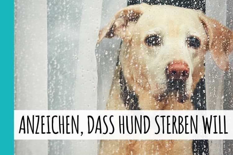 Wie erkennt man, wenn ein Hund stirbt? Anzeichen und Hinweise