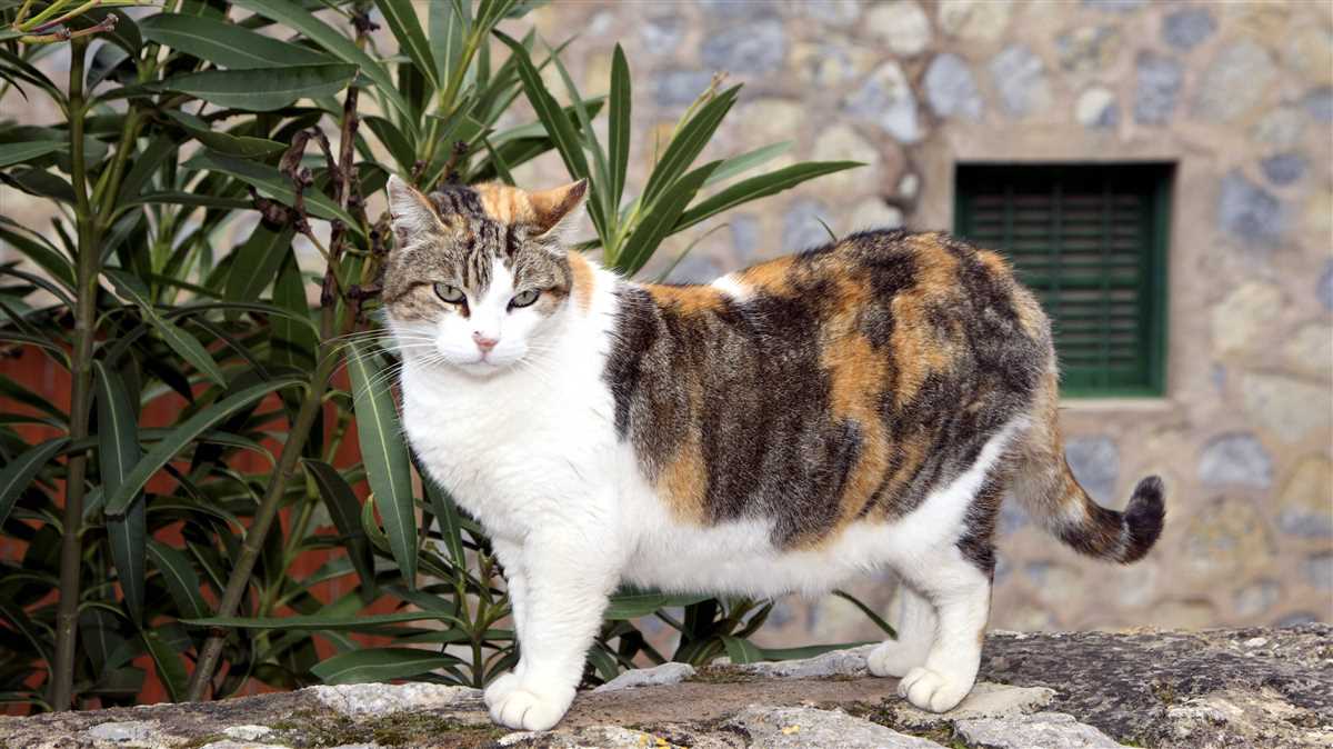 Veränderungen im Verhalten der Katze