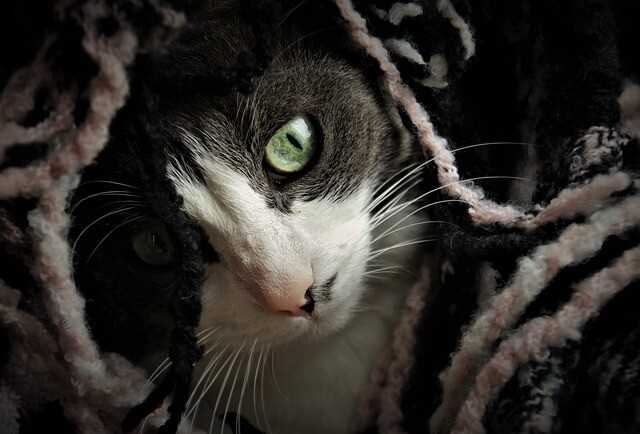 Warum ist die Körpertemperatur bei Katzen wichtig?