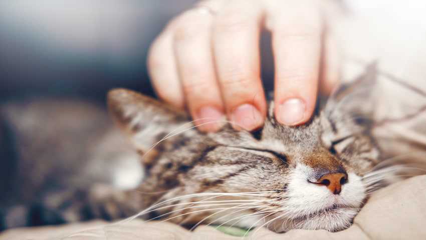 Vorbeugung von Fieber bei Katzen