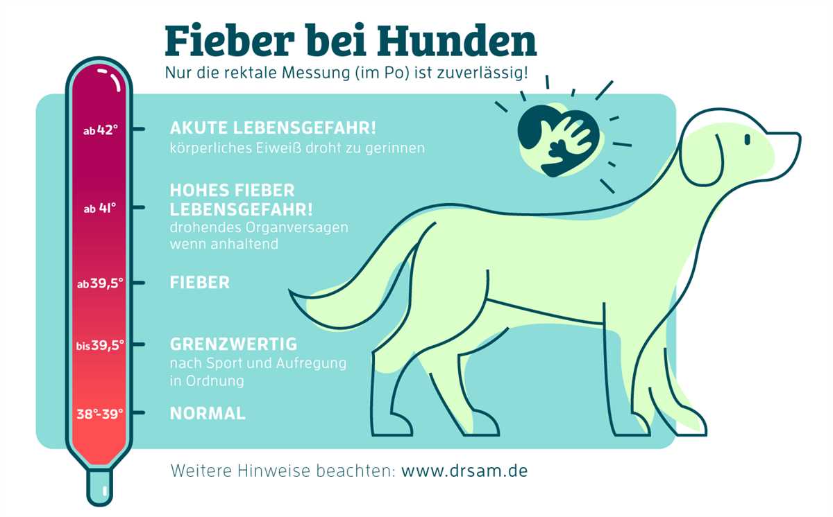 Anleitung zur Fiebermessung beim Hund