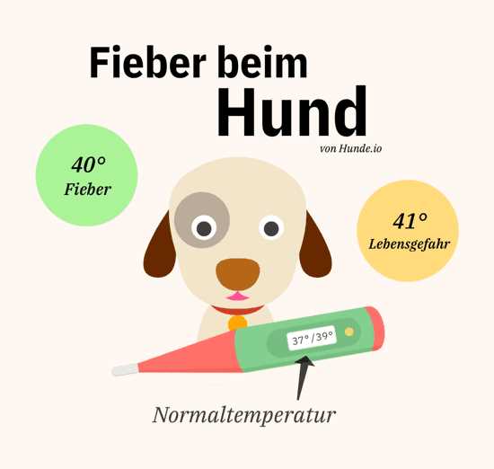 Tipps zur Fiebermessung beim Hund