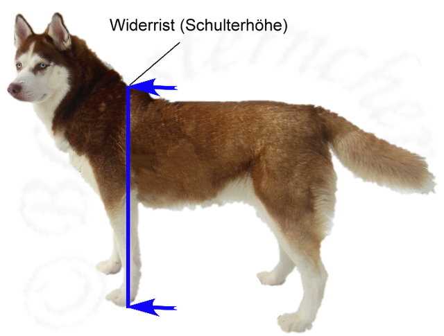 Wie misst man die Größe eines Hundes: Methoden und Tipps