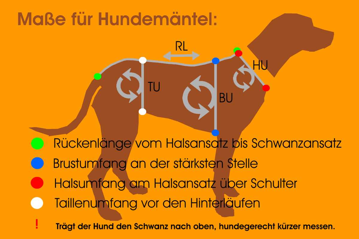 Wie misst man einen Hund: Tipps und Tricks zur richtigen Vermessung Ihres Vierbeiners