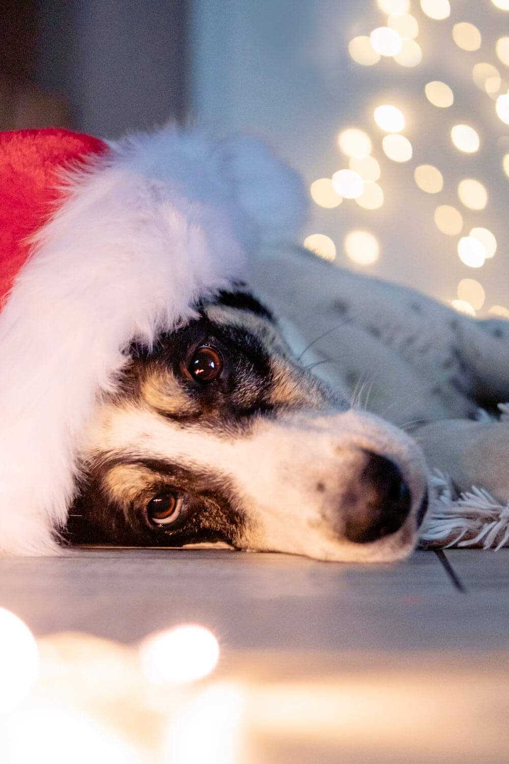 Was ist der Name für einen Hund, der zaubern kann?