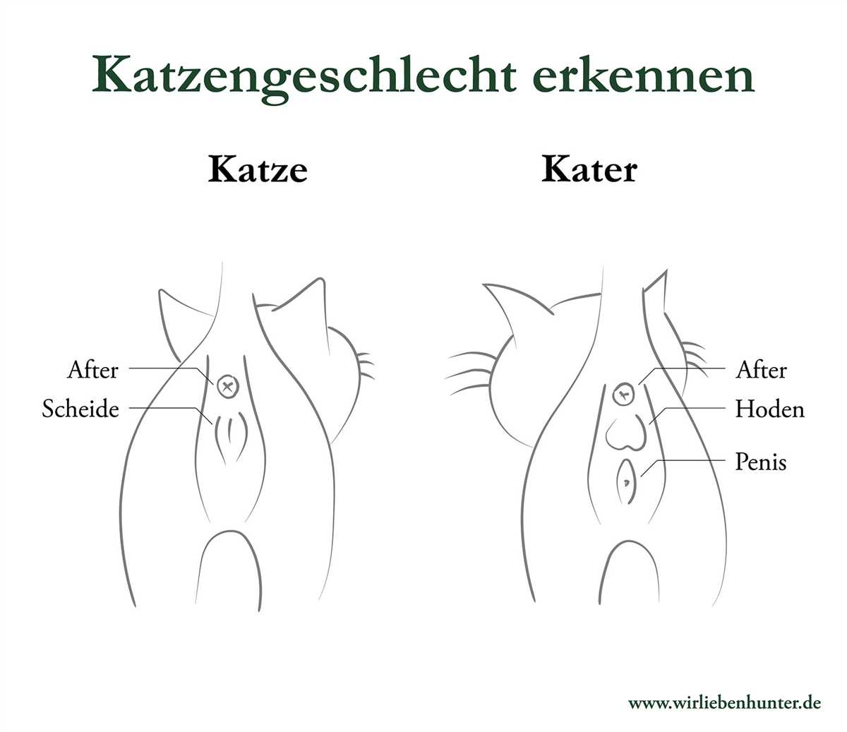 Verhalten von männlichen Katzen