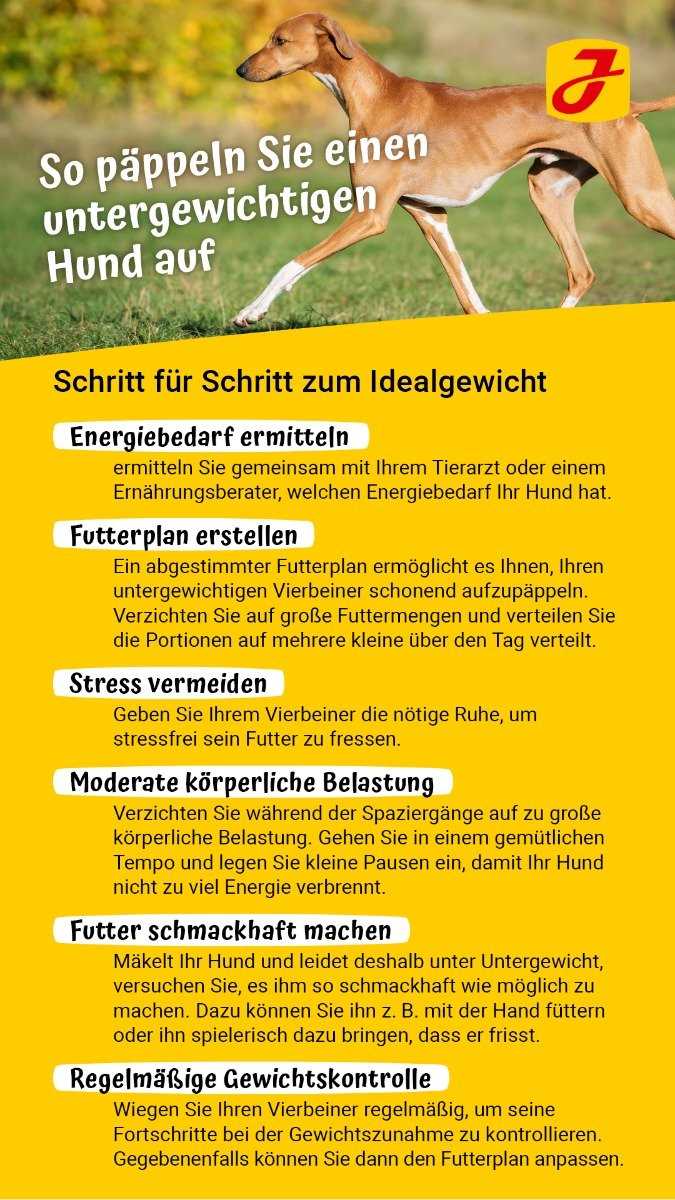 Wie kann mein Hund zunehmen? Tipps zur Gewichtszunahme bei Hunden