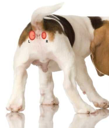 Symptome einer verstopften Analdrüse beim Hund