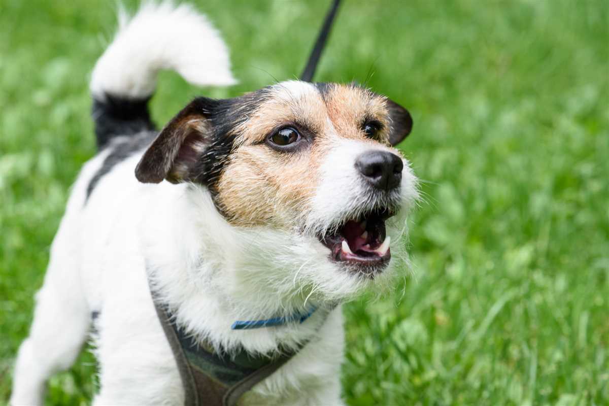 Die Bedeutung des Bellverhaltens bei Hunden