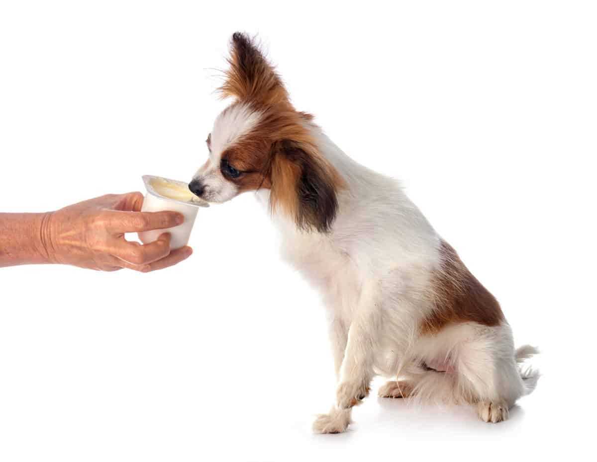 Wie oft sollte ein Hund Joghurt essen dürfen?