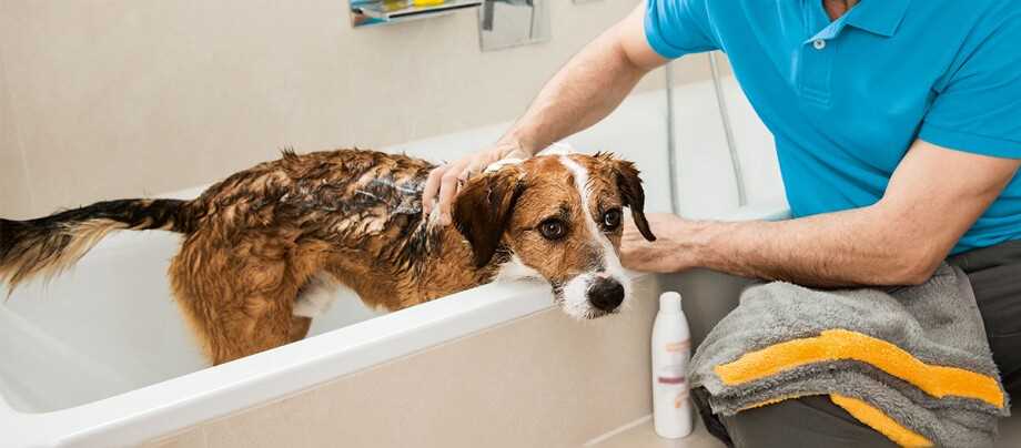 4. Was kann ich tun, wenn mein Hund Wasserangst hat?