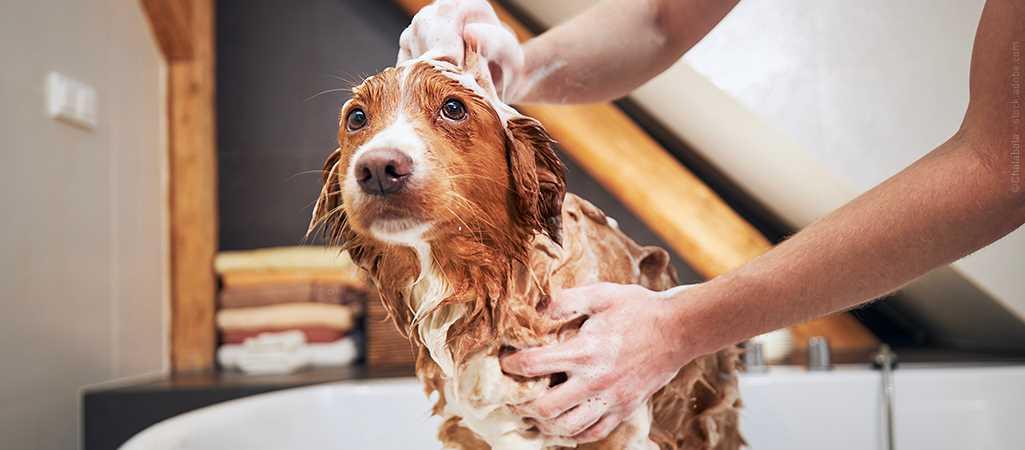 Faktoren, die die Häufigkeit des Hundewaschens beeinflussen können