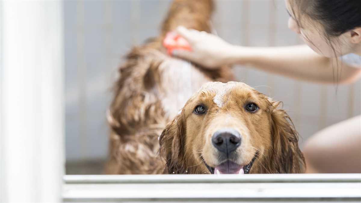 Tipps und Tricks für das Baden von Hunden