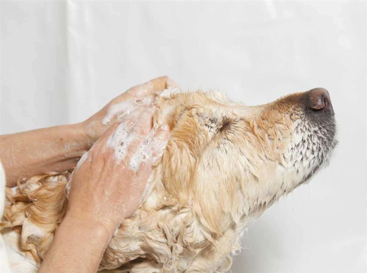 Vorsichtsmaßnahmen beim Hundebaden