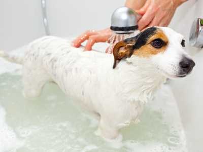 Wie oft sollte ich meinen Hund tatsächlich baden?