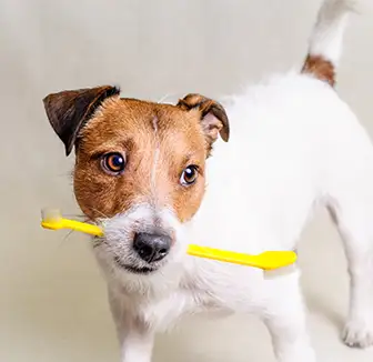 Warum ist das Zähneputzen bei Hunden wichtig?