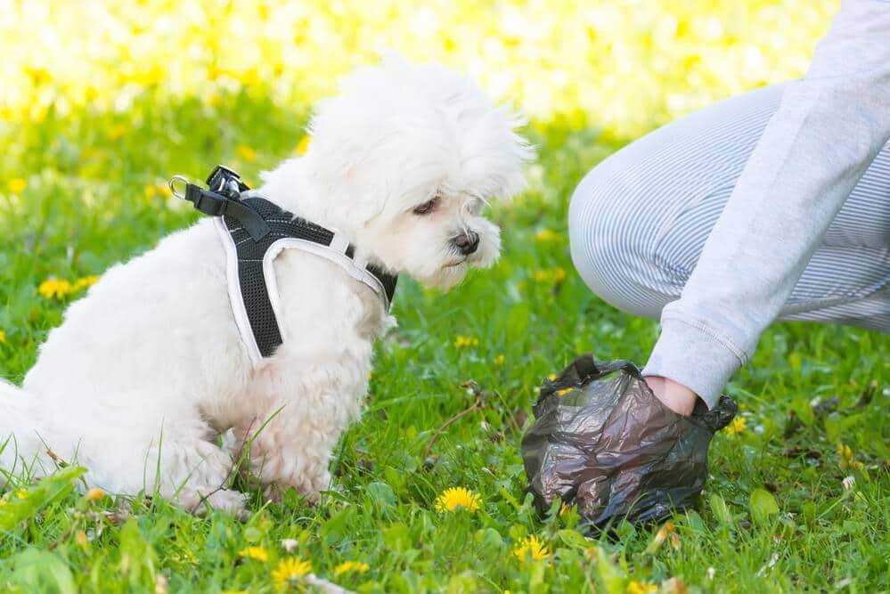 Wie oft sollten Hunde kacken? – Häufigkeit und Gesundheit