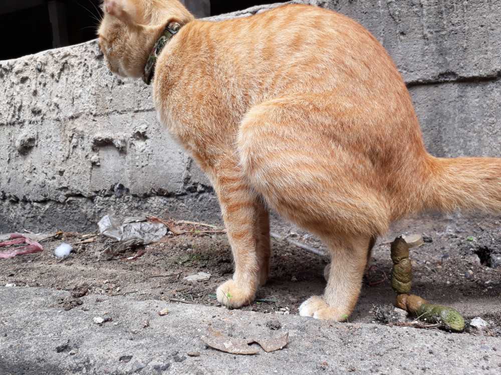 Einflussfaktoren auf die Kotabgabe bei Katzen