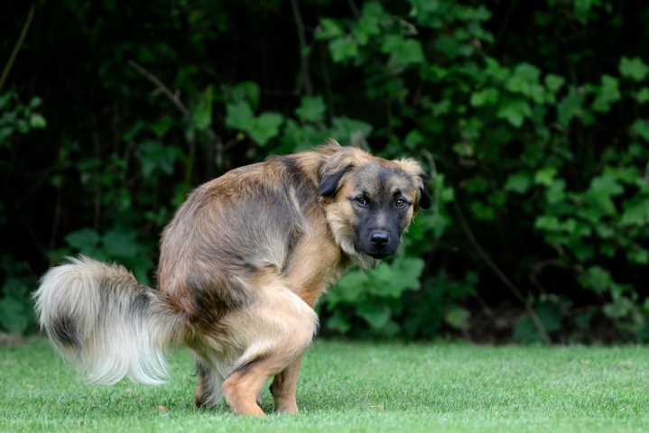 Tipps zur Förderung einer regelmäßigen Verdauung bei Hunden