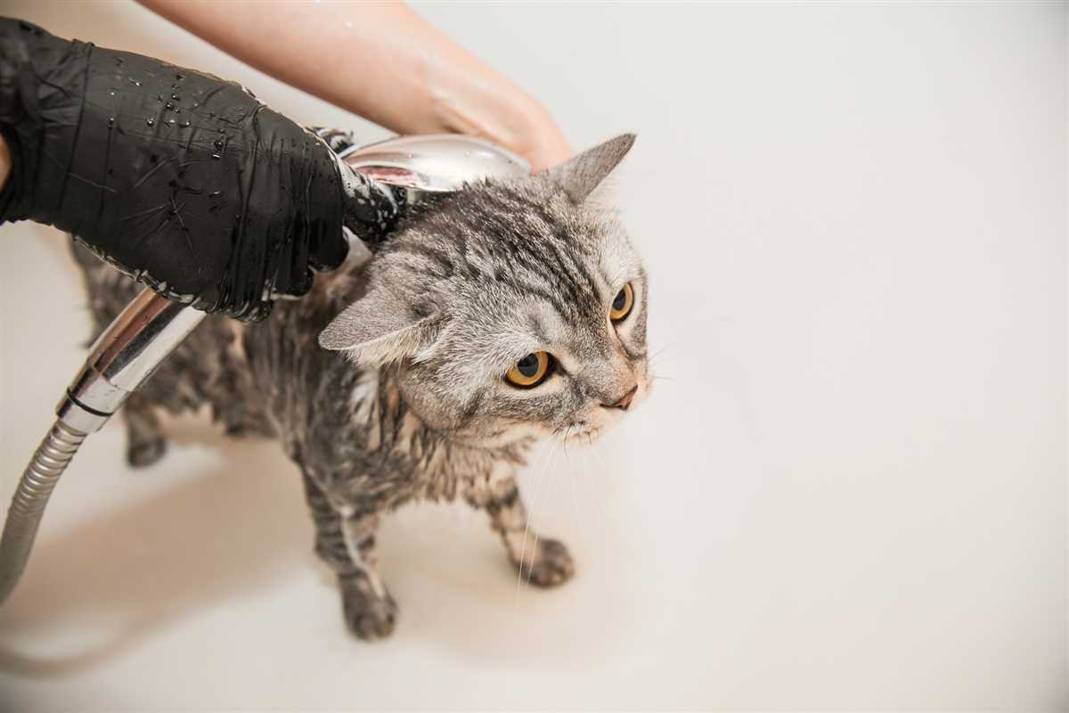 Alternative Reinigungsmethoden für Katzen