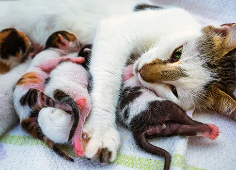 Wie oft können Katzen schwanger werden? Informationen und Tipps