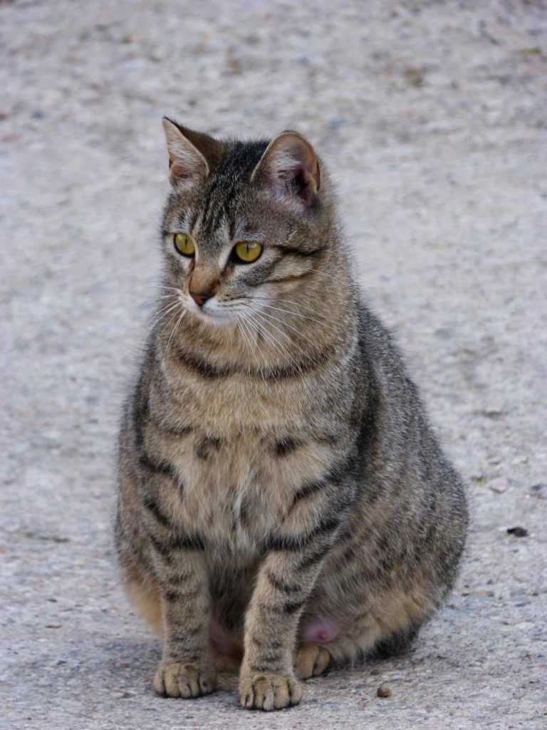 4. Trennung von nicht kastrierten Katzen