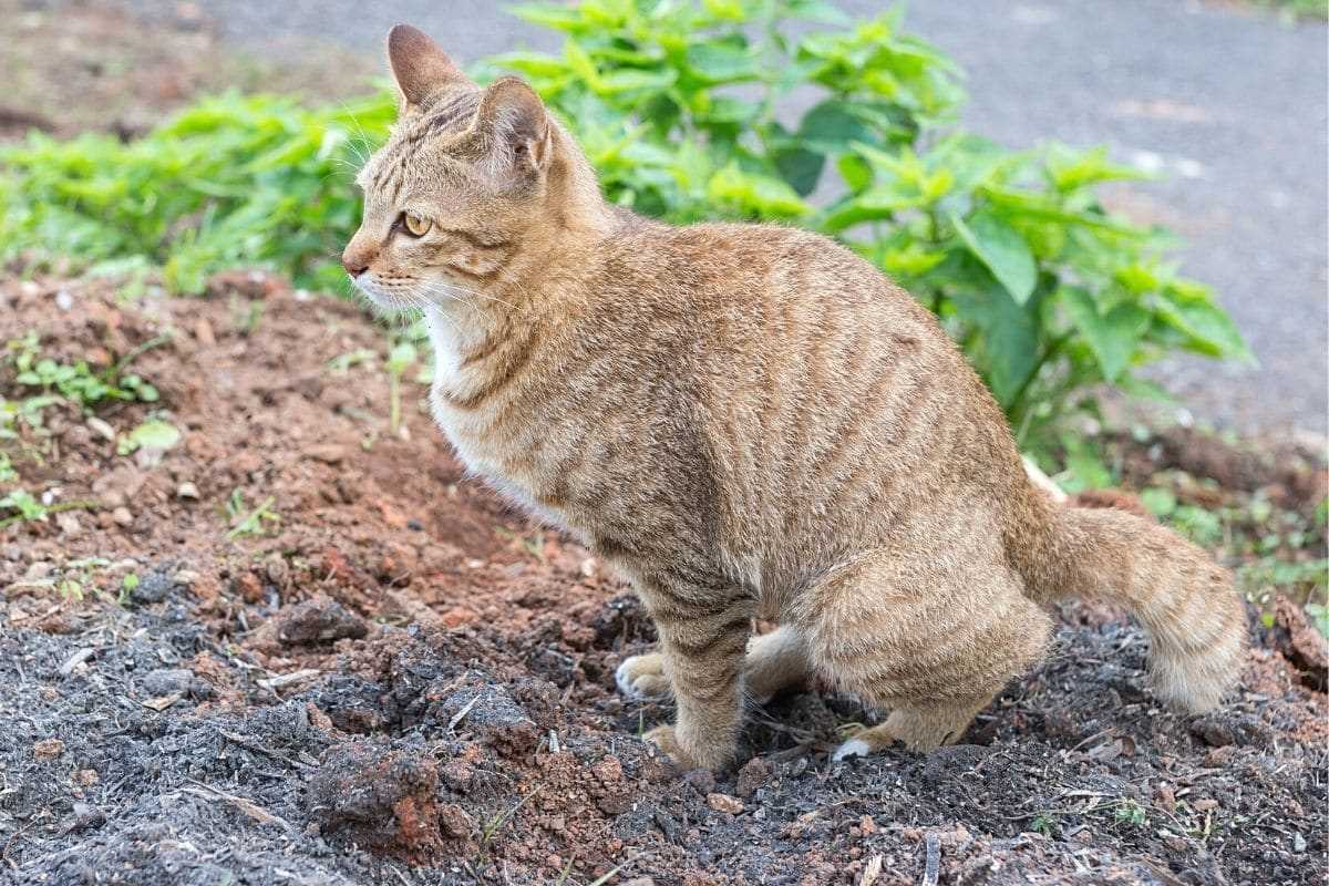 Gesundheitliche Gründe für das Erbrechen von Katzen