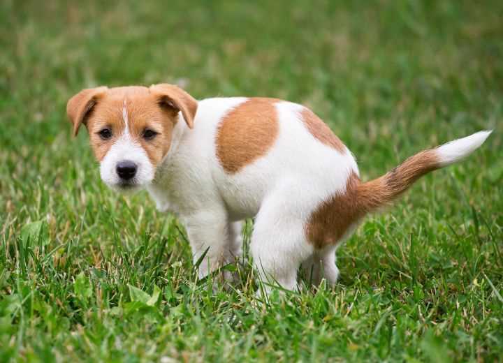 Wie kannst du die Häufigkeit des Kotens deines Hundes kontrollieren?