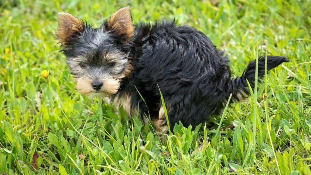 Wie oft kotet ein Hund am Tag? Lese hier, wie oft dein Hund sein Geschäft verrichten sollte