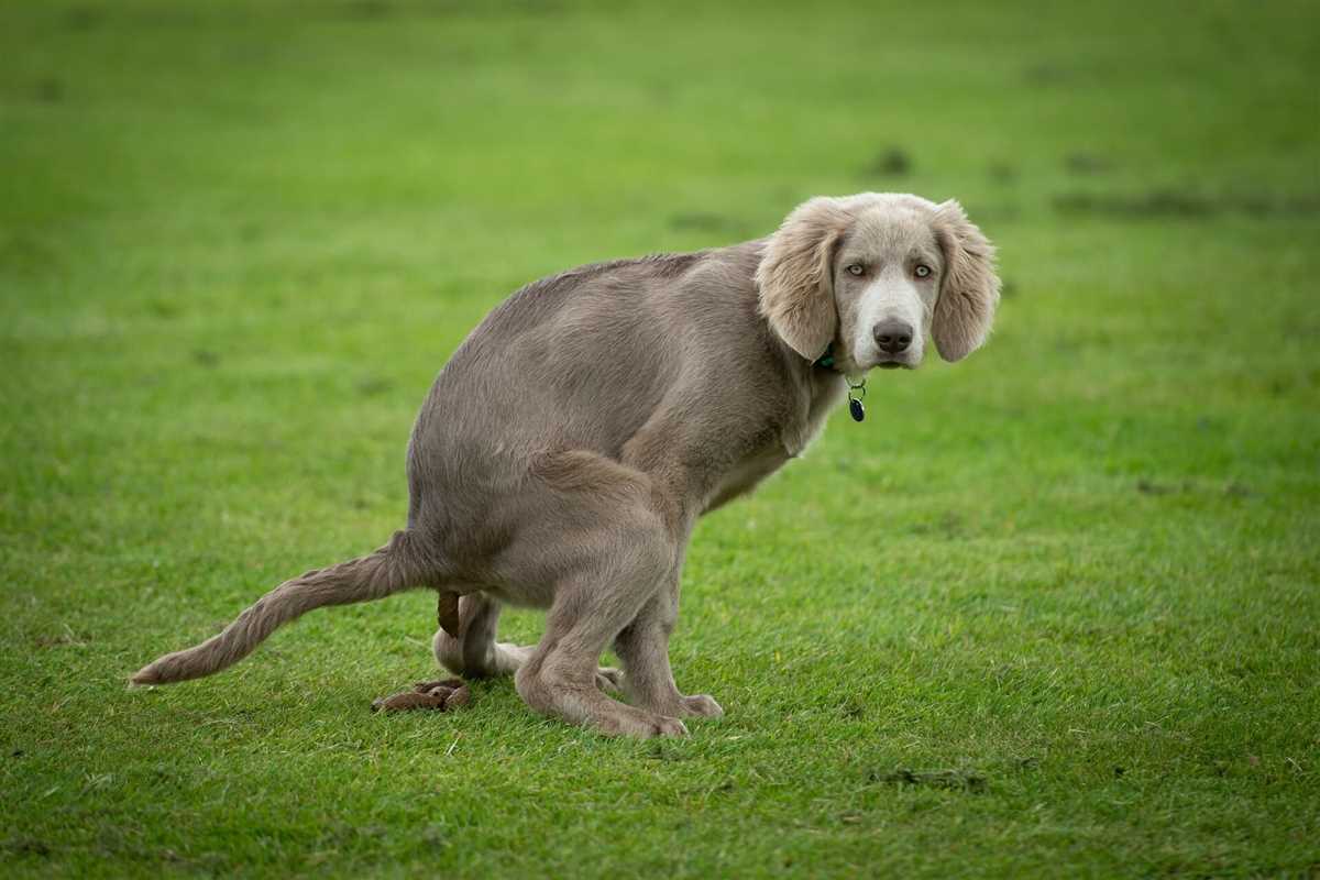 Eine unregelmäßige Verdauung beim Hund