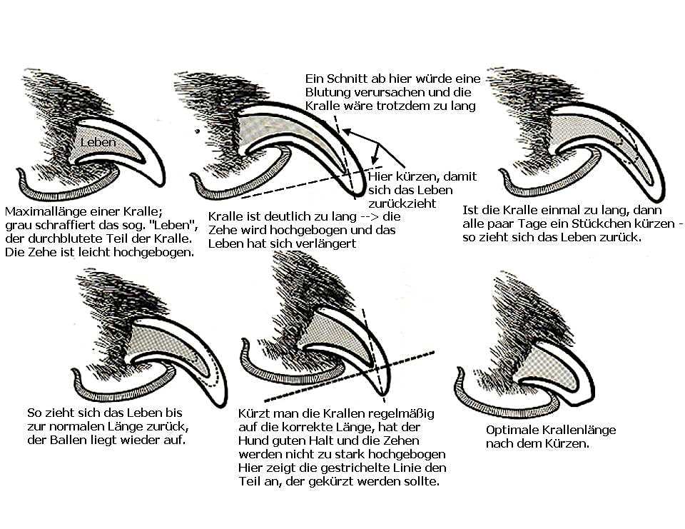Die richtige Technik zum Schneiden der Hundekrallen