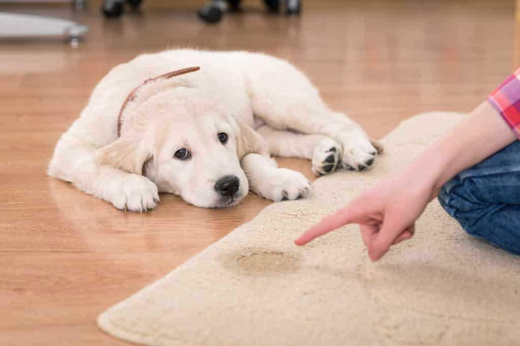 Normaler Stuhlgang bei Hunden