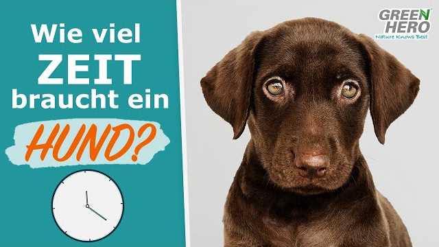 Wie oft sollte ein Hund am Tag Gassi gehen?