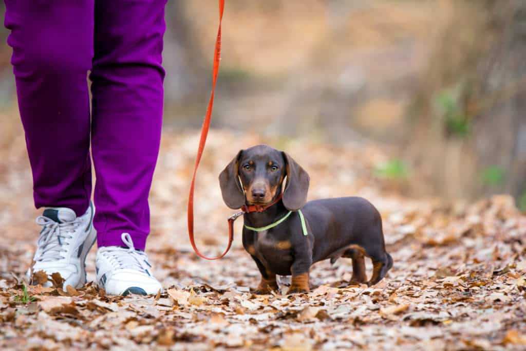 Alter und Fitness des Hundes