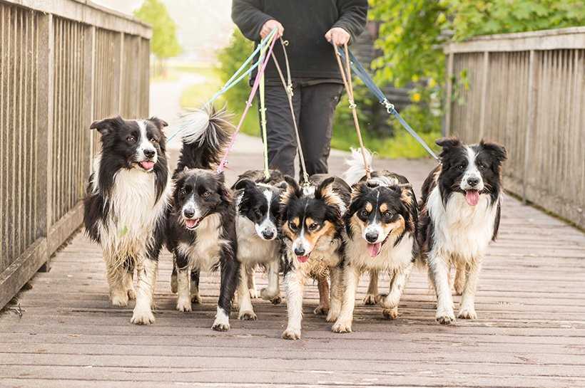 Signale, dass dein Hund mehr oder weniger Bewegung braucht