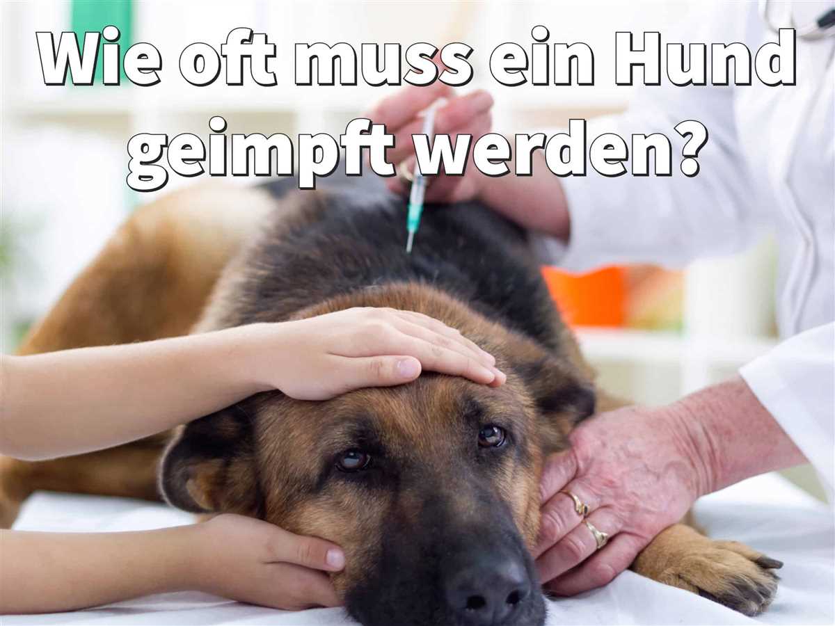 Wie oft muss ein Hund gegen Tollwut geimpft werden?  | Impfplan und Empfehlungen